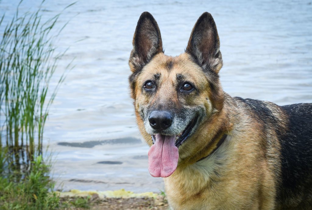 Canine Gastropexy