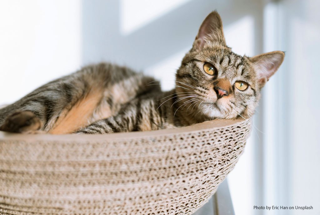 reduce-cat-stress-at-vet Avian Flu 2025