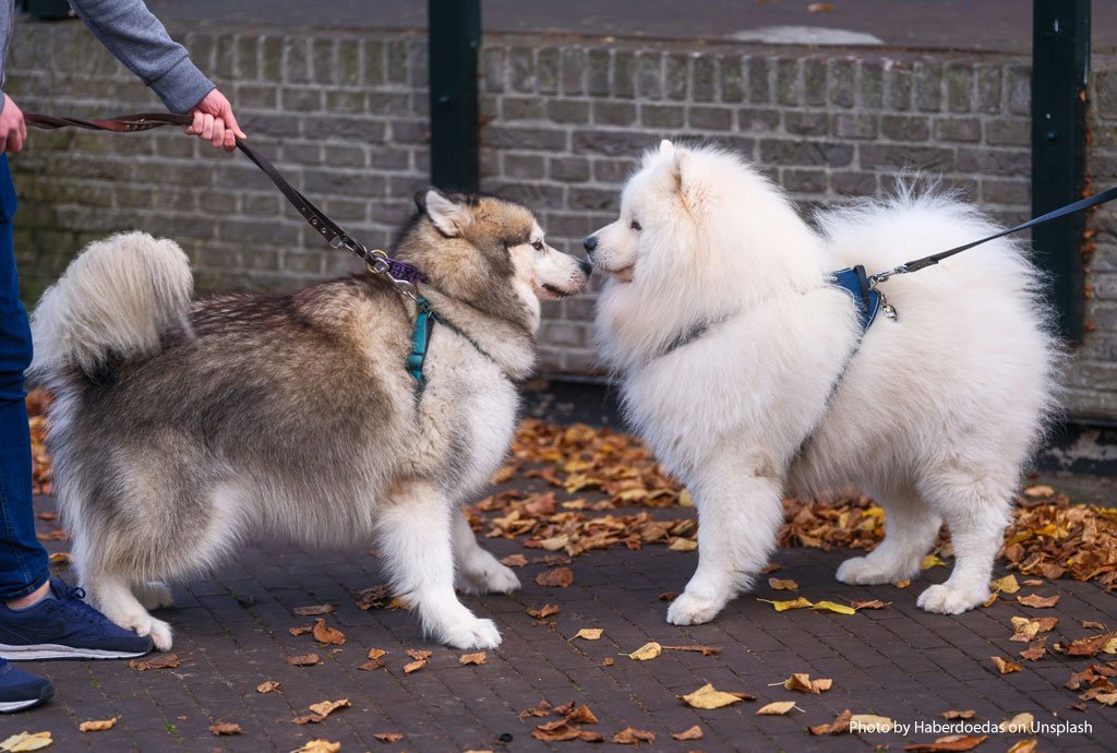 Dog Behavior Greeting Dog Behavior Greeting